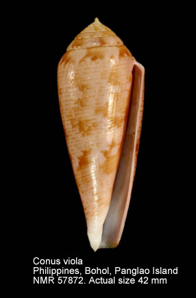 Conus viola.jpg - Conus violaCernohorsky,1977